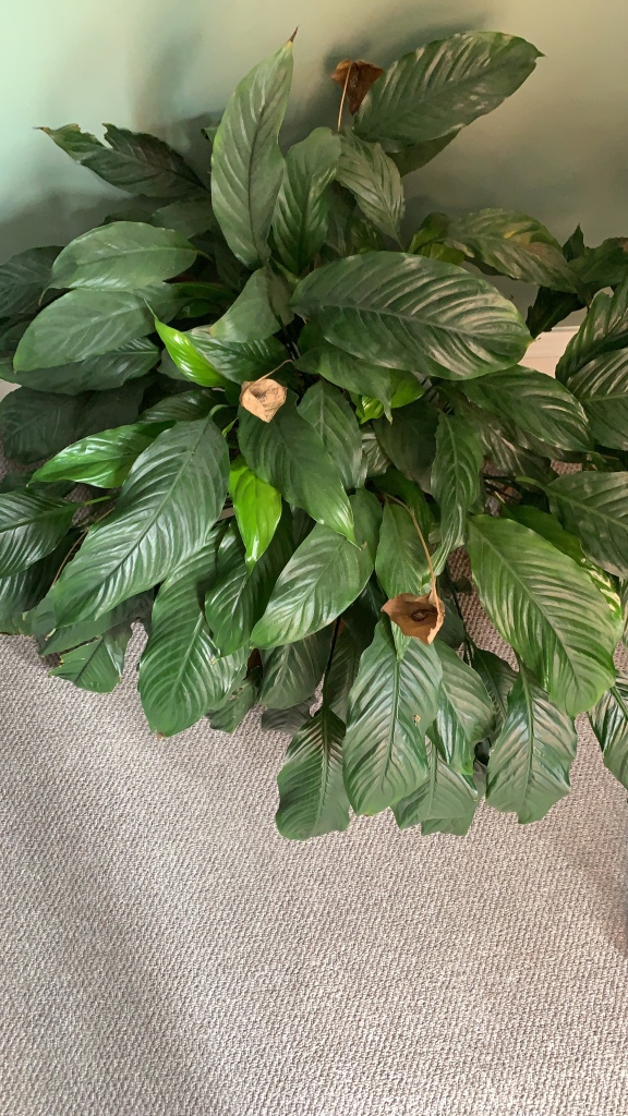 A happy and large peace lily